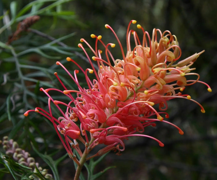 Grevillea Flower Seeds for Planting – Heirloom Non-GMO High Germination Garden Seeds