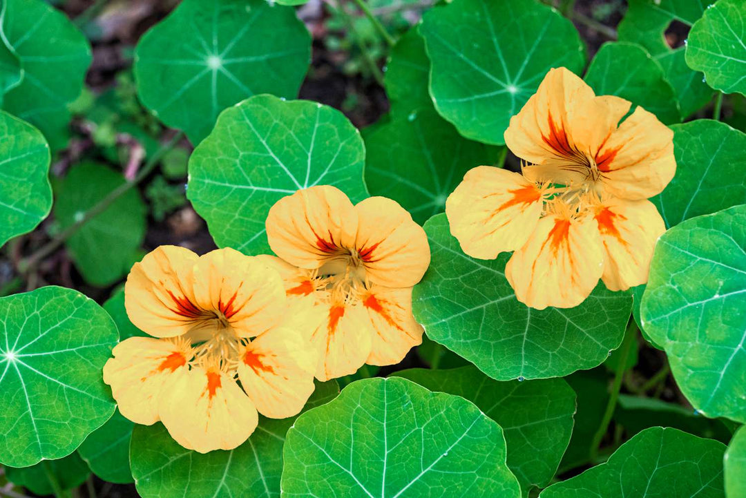 Light Yellow Nasturtium Flower Seeds – Heirloom, Non-GMO, High Germination Organic Garden Seeds for Planting