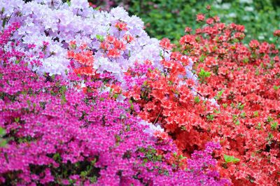 Flower Seeds, Seeds,Seeds For Planting,Plant Seeds