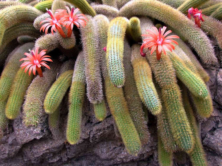 Monkey Tail Cactus Flower Seeds for Planting – Heirloom Non-GMO Seeds for Home Garden