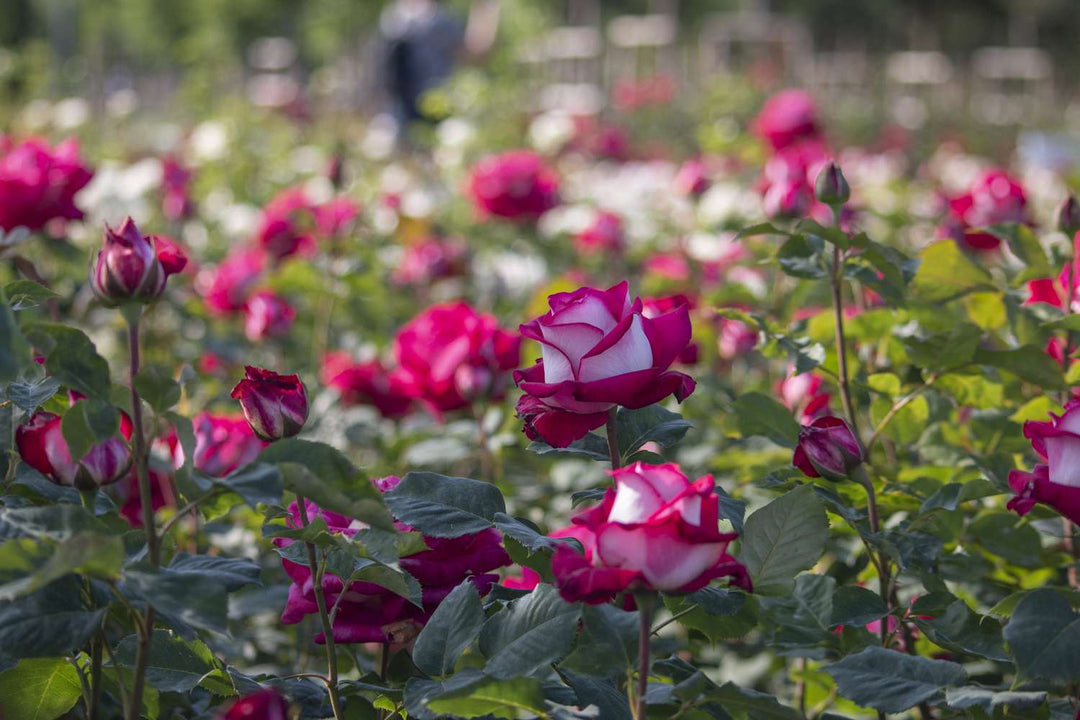 Pink Osiria Rose Flower Seeds for Planting – Heirloom Non-GMO High Germination Organic Garden Seeds