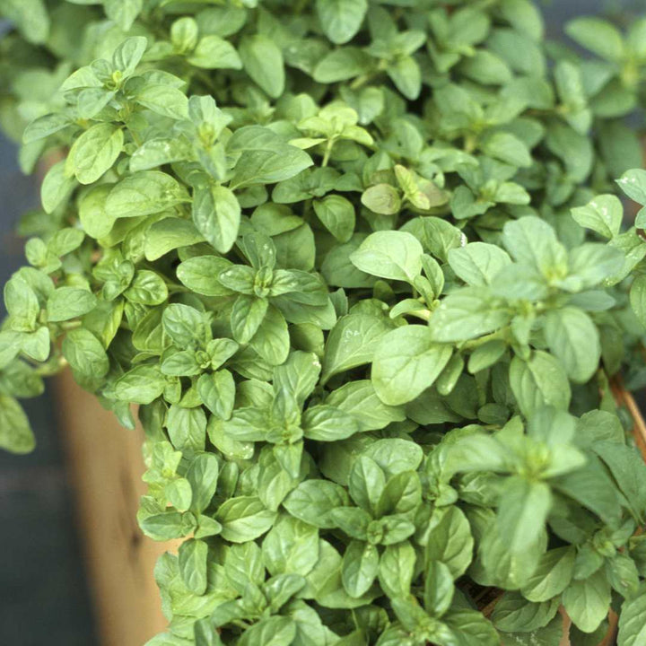 Green Pennyroyal Herb Seeds for Planting – Heirloom, Non-GMO, Organic Garden Seeds with High Germination