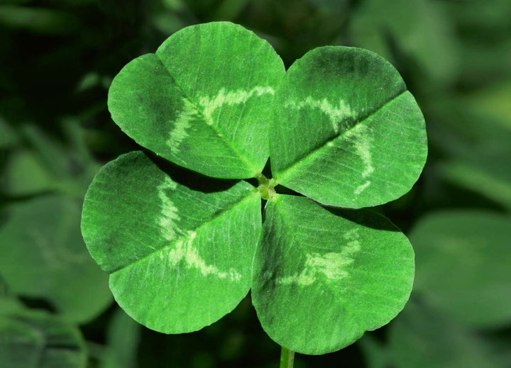 Army Green Four Leaf Clover Seeds for Planting – Heirloom, Non-GMO, Long Bloom Season, High Germination
