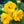 Yellow Stratheden Flower Seeds for Planting – Heirloom & Non-GMO Garden Seeds
