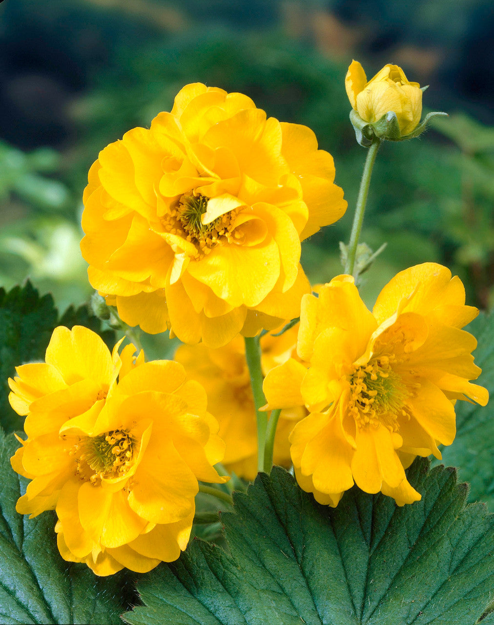 Yellow Stratheden Flower Seeds for Planting – Heirloom & Non-GMO Garden Seeds