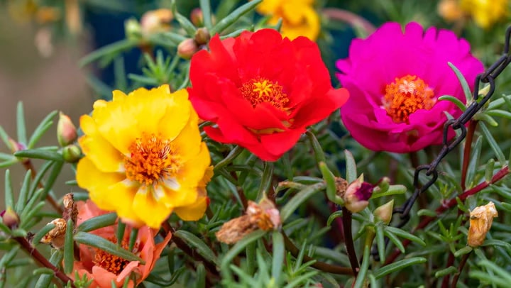 Portulaca Moss Rose Flower Seeds for Planting – Vibrant Colors, Heirloom &amp; Non-GMO Organic Garden Seeds