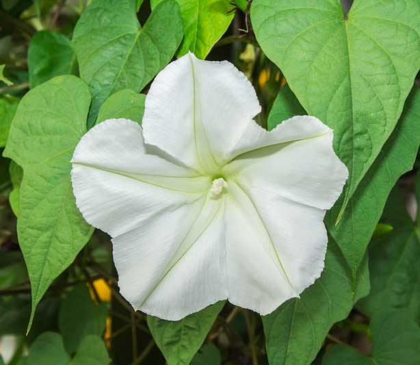 Giant Moon Flower seeds for Planting – Shade Tolerant Heirloom Non-GMO High Germination Organic Garden Seeds