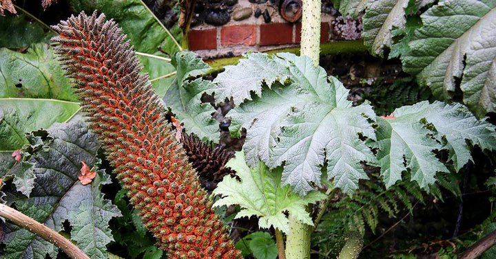 Giant Gunnera Manicata Flower Seeds for Planting – Heirloom, Non-GMO, High Germination Organic Garden Seeds