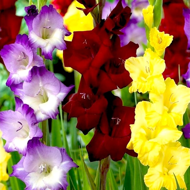 Gladiolus Bulbs Flower Seeds for Planting – Heirloom Non-GMO Seeds, High Germination Organic Garden Seeds