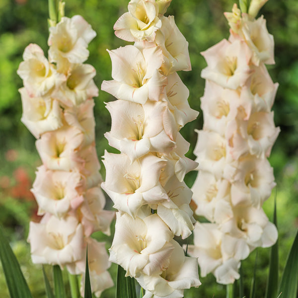 Cream Gladiolus Flower Seeds for Planting – Heirloom, Non-GMO, Fragrant Blossoms, High Germination