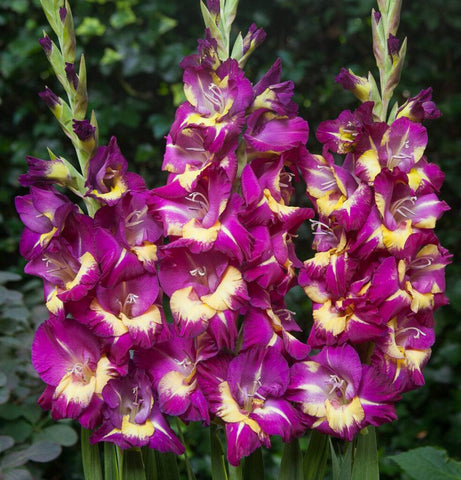 Flower Seeds, Seeds,Seeds For Planting,Plant Seeds