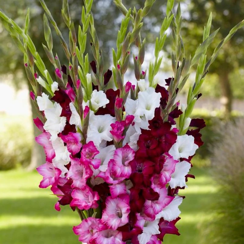 Mixed Color Gladiolus Flower Seeds for Planting – Heirloom, Non-GMO, Easy to Grow, High Germination
