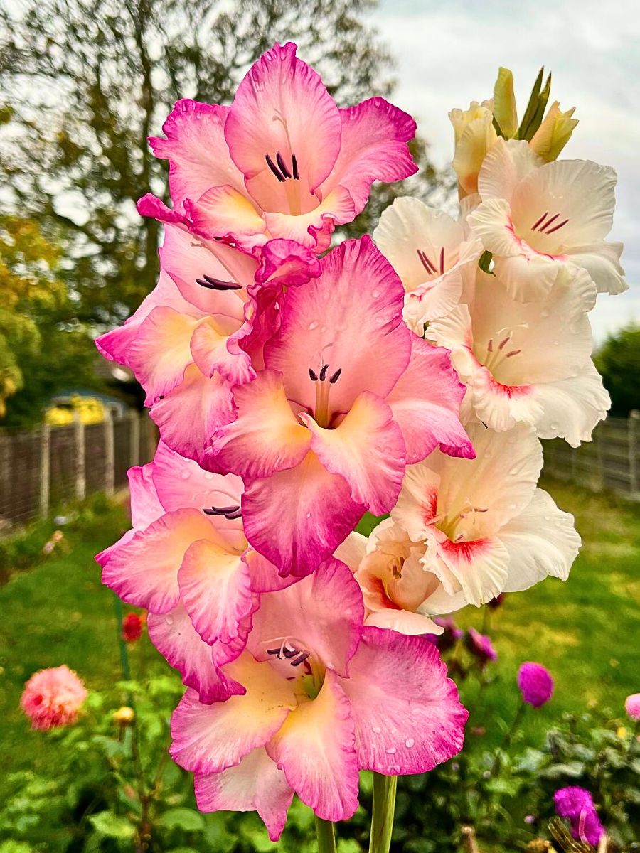 White Dark Pink Gladiolus Flower Seeds for Planting – Heirloom, Non-GMO, Shade-Tolerant Garden Seeds
