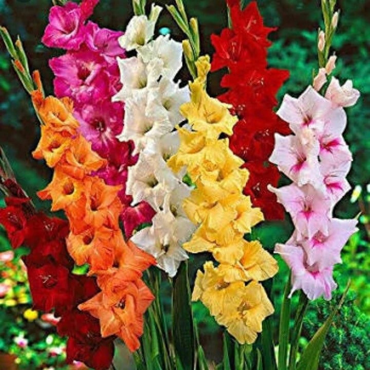 Mixed Gladiolus Flower Seeds for Planting – Seasonal Bloomer, Heirloom, Non-GMO, High Germination Organic Garden Seeds