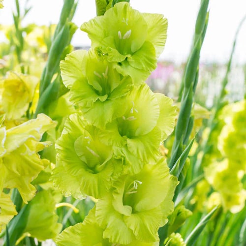 Light Green Gladiolus Flower Seeds for Planting – Heirloom, Non-GMO, Premium Quality, High Germination