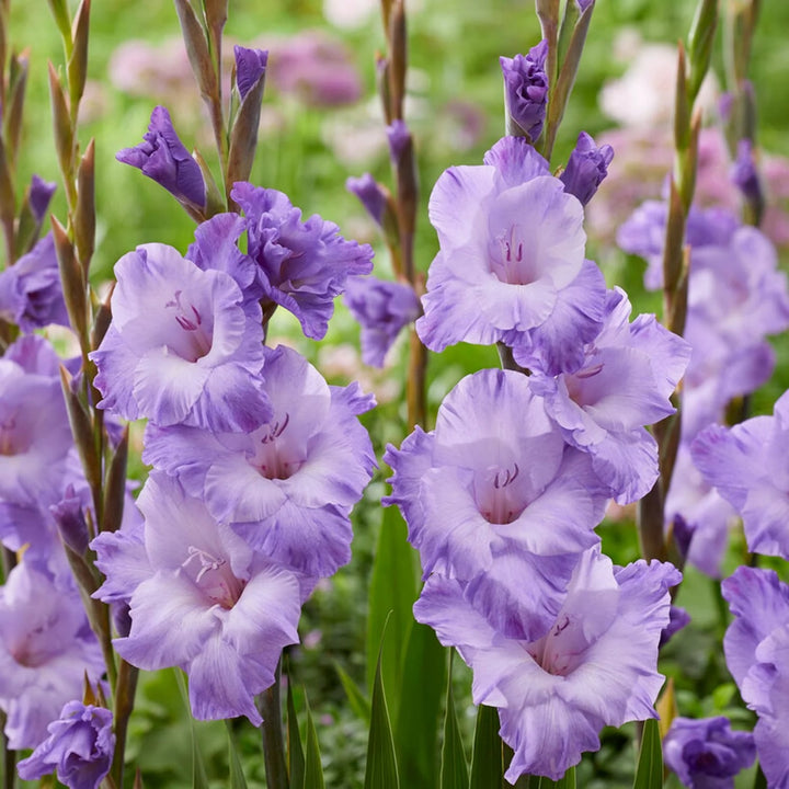 Light Violet Gladiolus Flower Seeds for Planting – Heirloom, Non-GMO High Germination Blooms