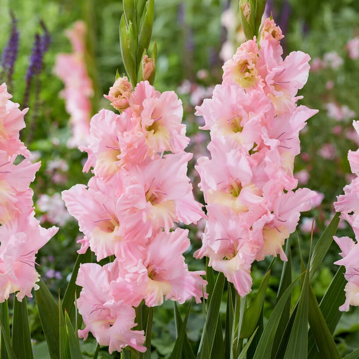 Light Pink Gladiolus Flower Seeds for Planting – Heirloom, Non-GMO, Fragrant, High Germination