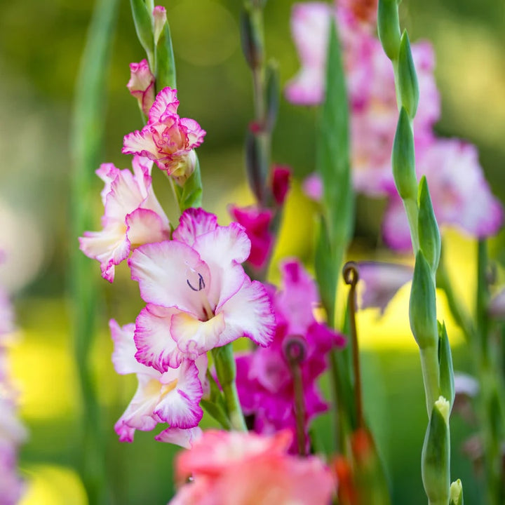 White Pink Gladiolus Flower Seeds for Planting – Heirloom, Non-GMO, High Germination Blooms