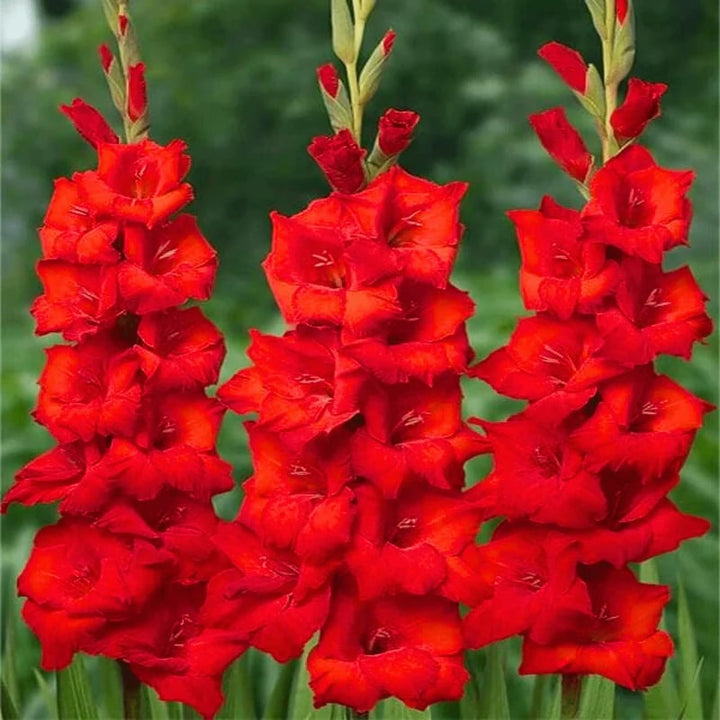 Maroon Red Gladiolus Flower Seeds for Planting – Premium Quality, Heirloom, Non-GMO & High Germination Organic Garden Seeds