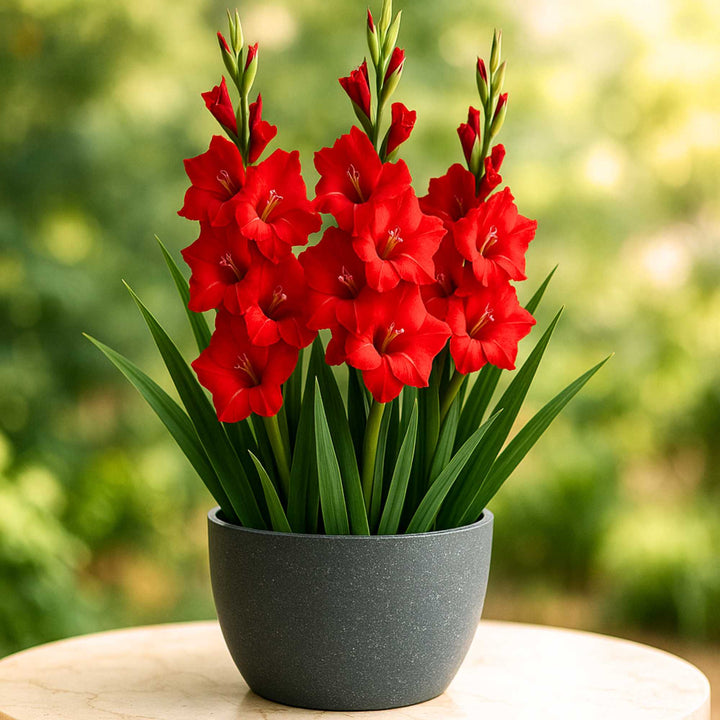 Maroon Red Gladiolus Flower Seeds for Planting – Premium Quality, Heirloom, Non-GMO & High Germination Organic Garden Seeds