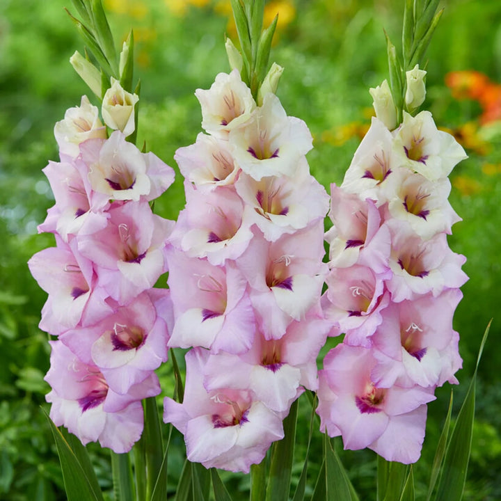 Gladiolus Flower Seeds for Planting Baby Pink – Heirloom, Non-GMO, High Germination, Organic Garden Seeds