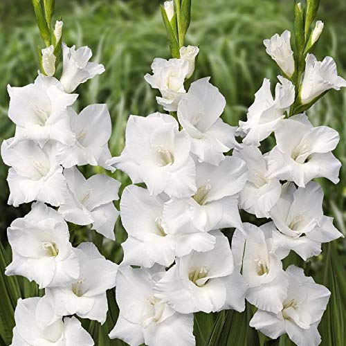 White Gladiolus Flower Seeds for Planting – Heirloom, Non-GMO, Wildflower Mix, High Germination