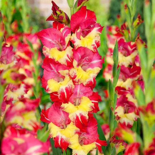 Yellow Red Gladiolus Flower Seeds for Planting – Heirloom Non-GMO High Germination Organic Garden Seeds
