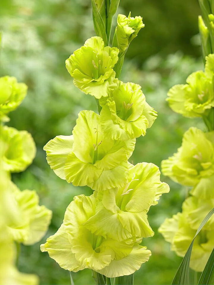Light Green Gladiolus Flower Seeds for Planting – Heirloom, Non-GMO, Premium Quality, High Germination