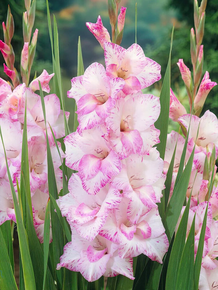 Gladiolus Flower Seeds for Planting Baby Pink – Heirloom, Non-GMO, High Germination, Organic Garden Seeds