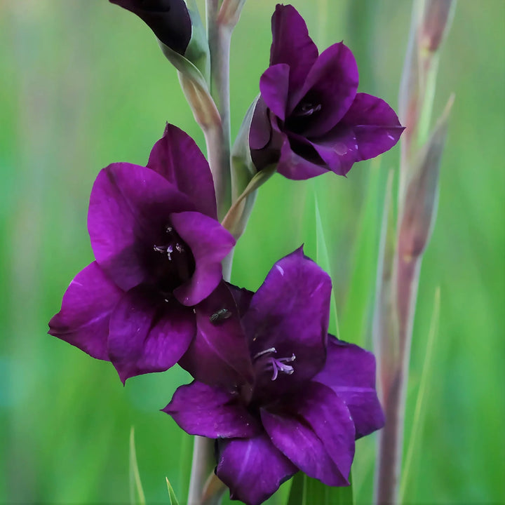 Deep Purple Gladiolus Seeds for Planting – Heirloom, Non-GMO, Pollinator Friendly, High Germination