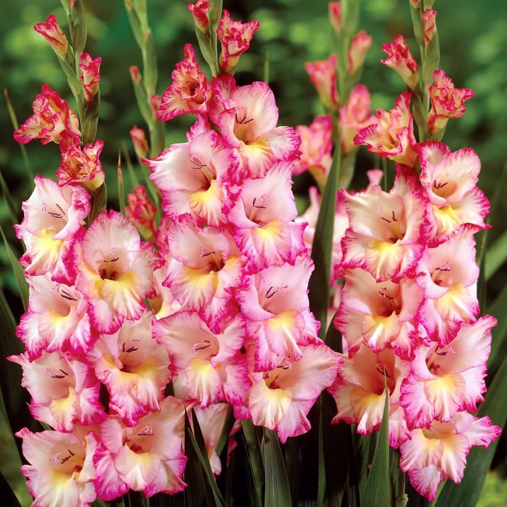 White Dark Pink Gladiolus Flower Seeds for Planting – Heirloom, Non-GMO, Shade-Tolerant Garden Seeds