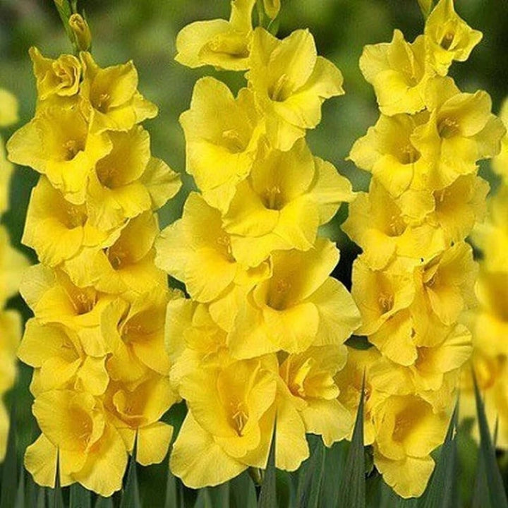Gladiolus Flower Seeds for Planting Yellow – Heirloom, Non-GMO, High Germination Organic Garden Seeds