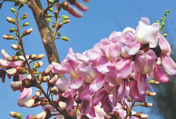 Pale Pink Gliricidia Sepium Flower Seeds for Planting – Heirloom Non-GMO High Germination Garden Seeds