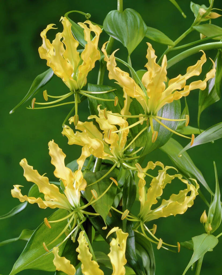 Gloriosa Lutea Flower Seeds for Planting – Heirloom, Non-GMO, High Germination Organic Garden Seeds