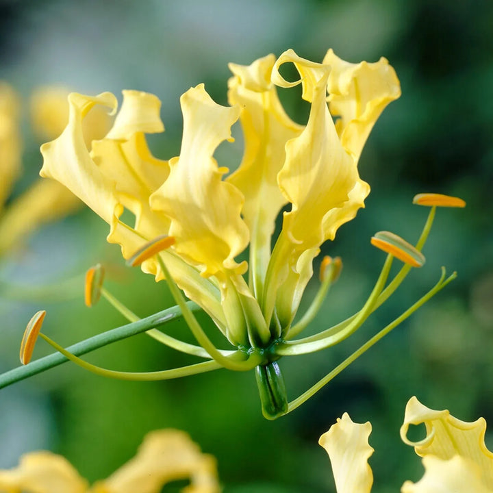Flower Seeds, Seeds,Seeds For Planting,Plant Seeds