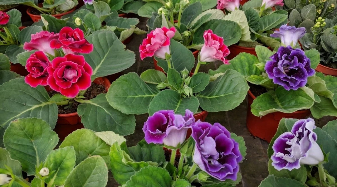 Multi Gloxinia Flower Seeds for Planting – Heirloom Non-GMO Seeds, High Germination, Organic Garden Seeds