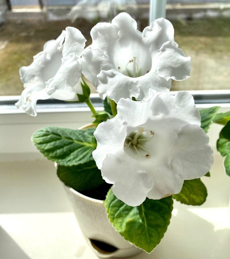 White Gloxinia Flower Seeds for Planting - Bright Blooms, Heirloom &amp; GMO Free Seeds for Home Garden