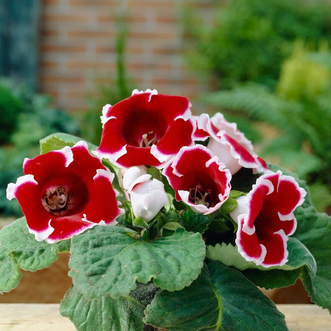 Dark Red White Gloxinia Flower Seeds for Planting – Heirloom Non-GMO High Germination Organic Garden Seeds