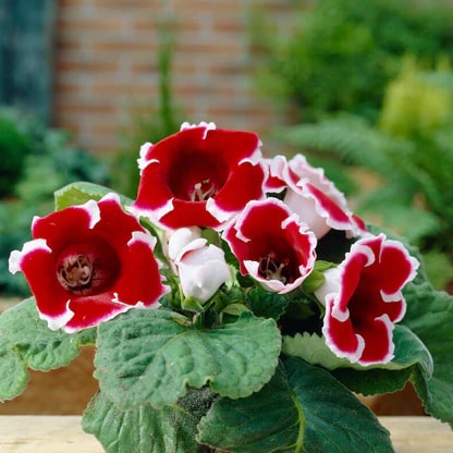 Deep Red Gloxinia Flower Seeds for Planting – Heirloom, Non-GMO, High Germination Organic Garden Seeds