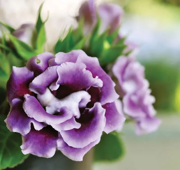 Purple White Gloxinia Flower Seeds for Planting – Heirloom, Non-GMO, High Germination Organic Garden Seeds