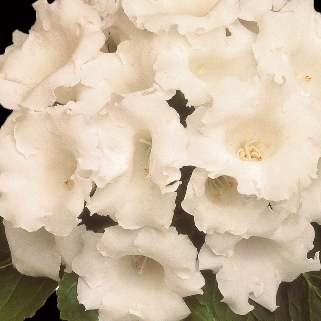 White Gloxinia Flower Seeds for Planting – Heirloom Non-GMO High Germination Organic Garden Seeds