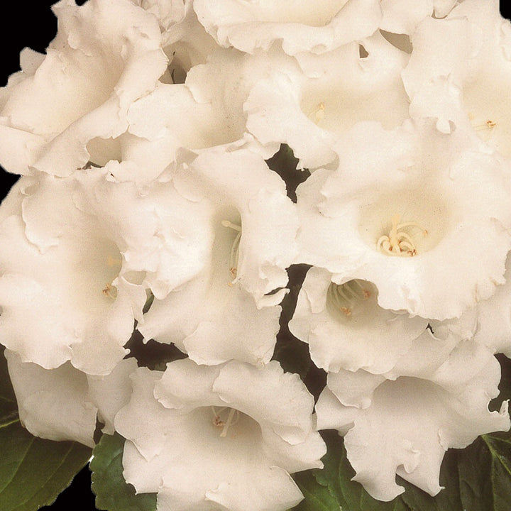 White Gloxinia Flower Seeds for Planting – Heirloom Non-GMO High Germination Organic Garden Seeds