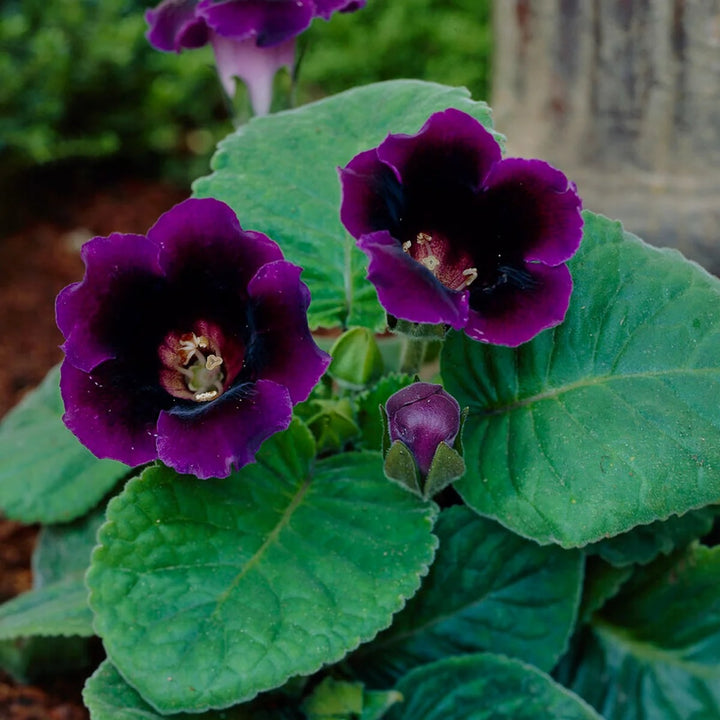 Violet Purple Gloxinia Flower Seeds for Planting – Heirloom, Non-GMO, High Germination