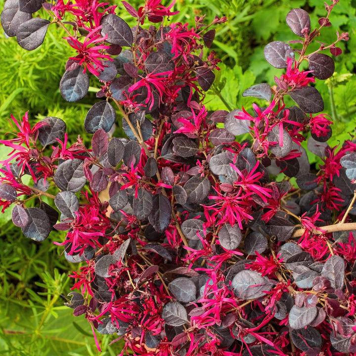 Red Loropetalum Flower seeds for Planting - Vibrant Colors, Heirloom, Non-GMO Seeds for Home Garden