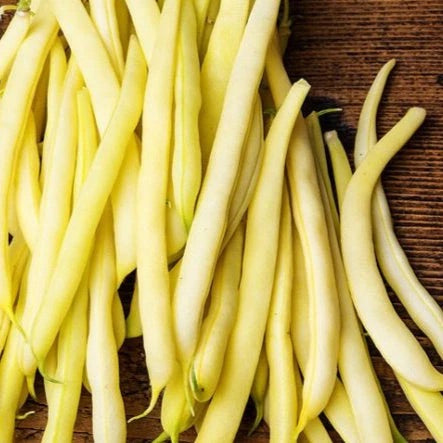Organic Gold Rush Bean Seeds for Planting – Heirloom, Non-GMO, Yellow Snap Vegetable – High Germination