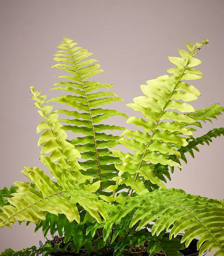 Green Pink Fern for Planting – Heirloom, Non-GMO Seeds for Home Organic Garden, High Germination