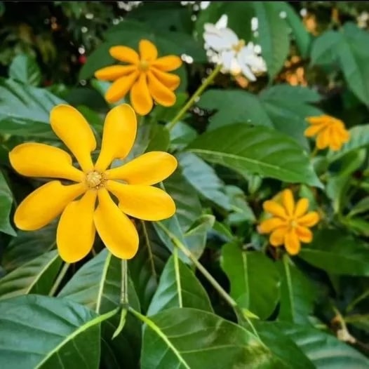 Yellow Gardenia Flower Seeds for Planting – Heirloom, Non-GMO, High Germination Organic Garden Seeds