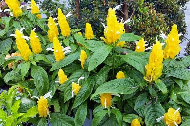 Light Yellow Pachystachys Flower Seeds for Planting – Heirloom Non-GMO, High Germination Organic Garden Seeds