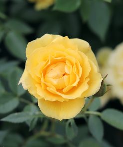 Yellow Mix Ruby Rose Flower Seeds for Planting – Non-GMO Heirloom Wildflower Garden Seeds