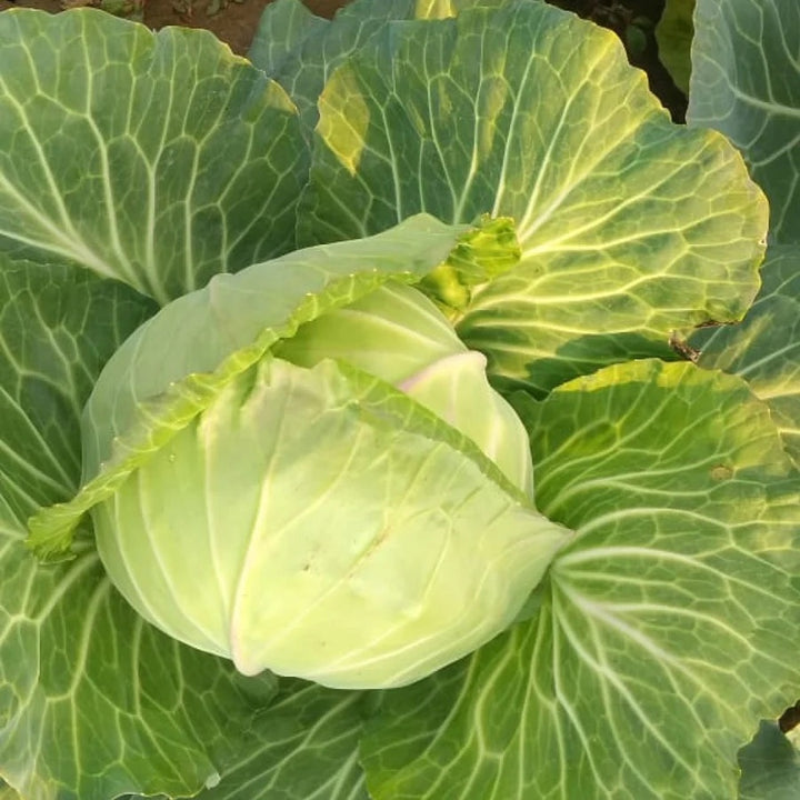 Cabbage Golden Acre Seeds – Heirloom, Early Maturing, High-Yield Vegetable Seeds